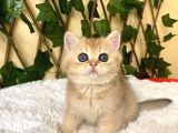 Fiona  Dişi British Shorthair