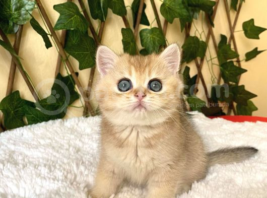 Fiona  Dişi British Shorthair