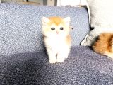 Show kalite orange british shorthair