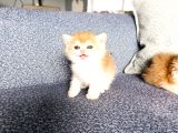 Show Kalite Orange British Shorthair