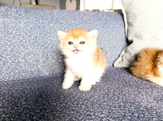 Show Kalite Orange British Shorthair görsel