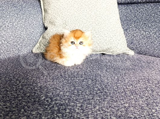 Show Kalite Orange British Shorthair görsel