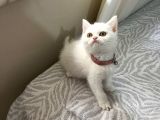Uyguna Veri̇lecek White Erkek