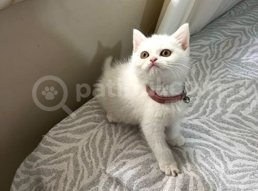 Uyguna Veri̇lecek White Erkek görsel