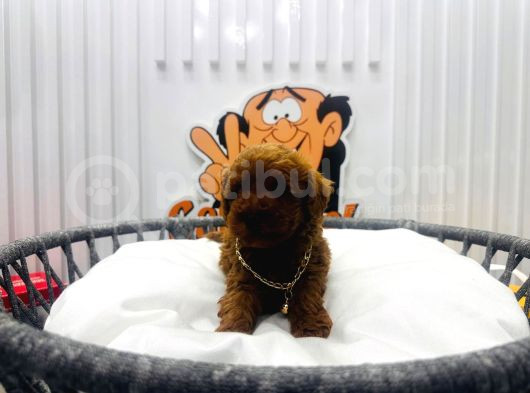 Red Brown 2 Aylik Toy Poodle Yavrularimiz görsel