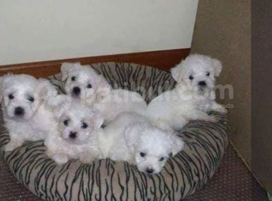 Kar Beyaz Maltese Yavrular görsel