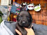 Sadakat Ve Sevgi Dolu Labrador Yavruları Sizleri Bekliyor