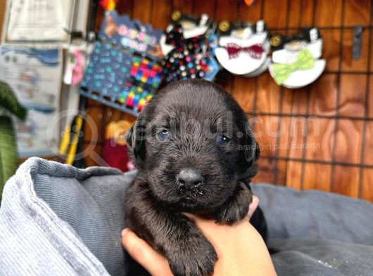 Sadakat Ve Sevgi Dolu Labrador Yavruları Sizleri Bekliyor görsel