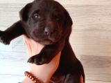 Sadakat Ve Sevgi Dolu Labrador Yavruları Sizleri Bekliyor