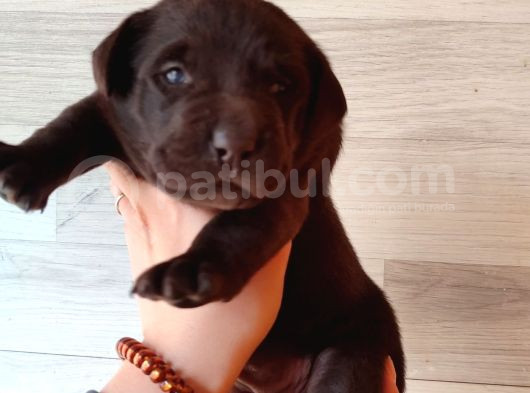 Sadakat Ve Sevgi Dolu Labrador Yavruları Sizleri Bekliyor görsel