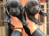 Sadakat ve Sevgi Dolu Labrador Yavruları Sizleri Bekliyor