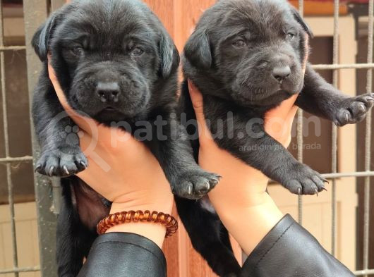 Sadakat Ve Sevgi Dolu Labrador Yavruları Sizleri Bekliyor