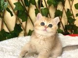 Fiona  Dişi British Shorthair