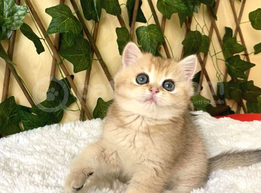 Fiona  Dişi British Shorthair görsel