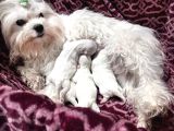Kar Beyaz Maltese Yavrular