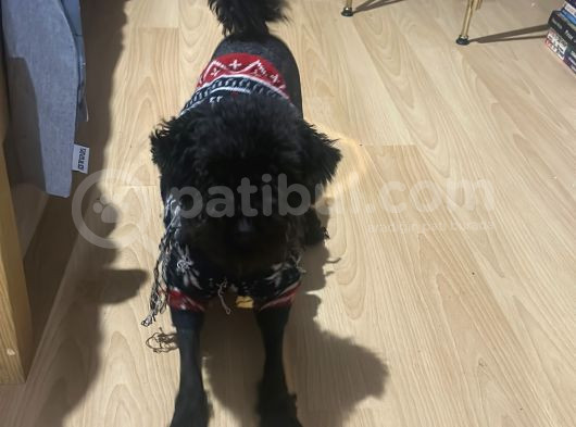 Linda Kızıma Yeni Aile görsel