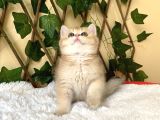 Fiona  Dişi British Shorthair