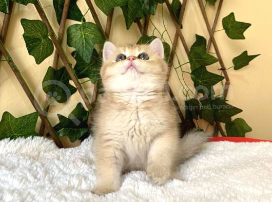 Fiona  Dişi British Shorthair görsel