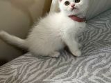 UYGUNA VERİLECEK WHITE ERKEK