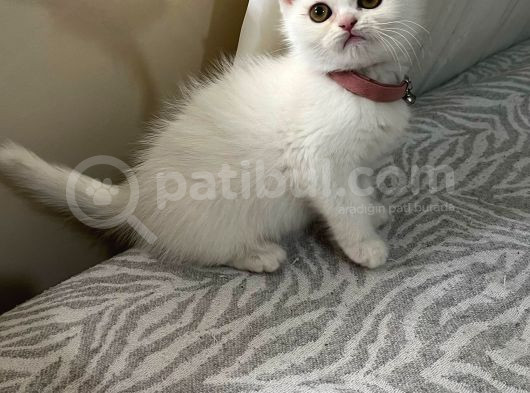 Uyguna Veri̇lecek White Erkek