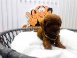 Red Brown 2 Aylik Toy Poodle Yavrularimiz