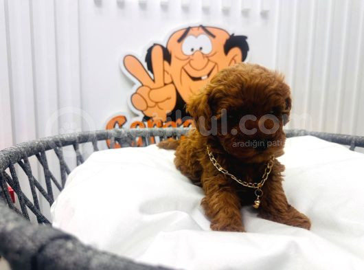 Red Brown 2 Aylik Toy Poodle Yavrularimiz görsel