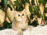 Fiona  Dişi British Shorthair