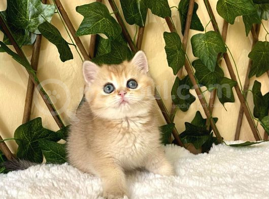 Fiona  Dişi British Shorthair görsel