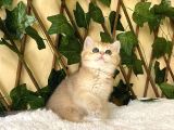 Fiona  Dişi British Shorthair