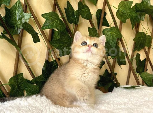 Fiona  Dişi British Shorthair görsel
