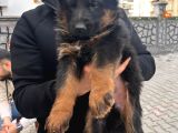 Alman Kurdu Yavrularimiz Hazir