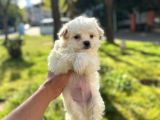 Kar Beyaz Maltese Yavrular
