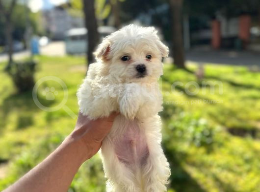 Kar Beyaz Maltese Yavrular görsel