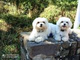Kar Beyaz Maltese Yavrular