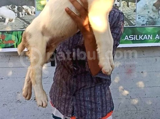 Dev Alabay Yavrularimiz görsel