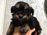1Kg250Gr Micro Yorkie Uygun