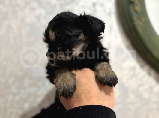 1Kg250Gr Micro Yorkie Uygun görsel