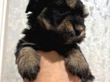 1Kg250Gr Micro Yorkie Uygun