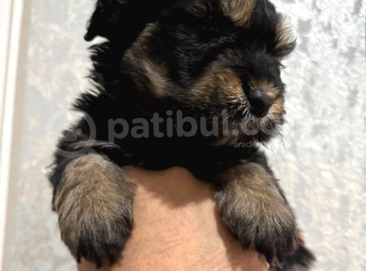 1Kg250Gr Micro Yorkie Uygun görsel