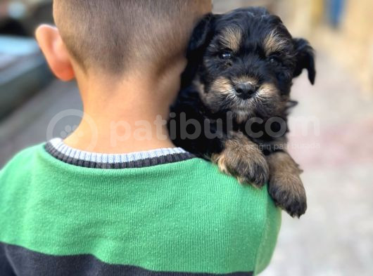 1Kg250Gr Micro Yorkie Uygun