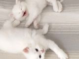 British Longhair