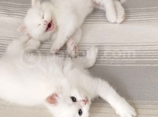 British Longhair görsel