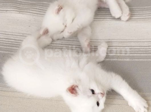 British Longhair görsel