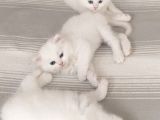 British Longhair