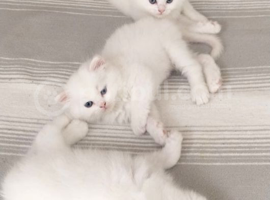 British Longhair görsel
