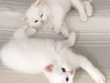 British longhair