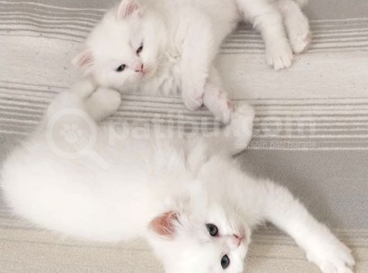 British Longhair
