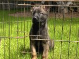 Sağlık Ve Irk Garantili Belçika Malinois Yavrular