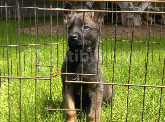 Sağlık Ve Irk Garantili Belçika Malinois Yavrular görsel