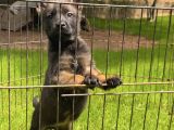 Sağlık ve ırk garantili belçika malinois yavrular